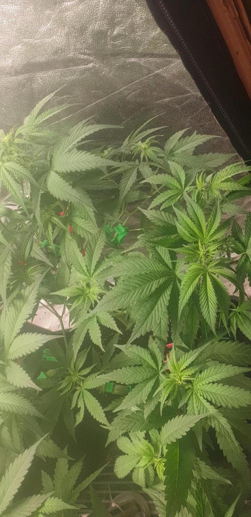 +speed auto 7 new ones, 7 older stunted. Week 5