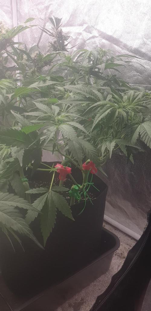 +speed auto 7 new ones, 7 older stunted. Week 5