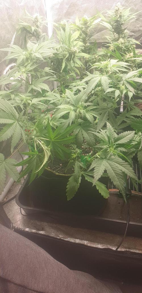 +speed auto 7 new ones, 7 older stunted. Week 5