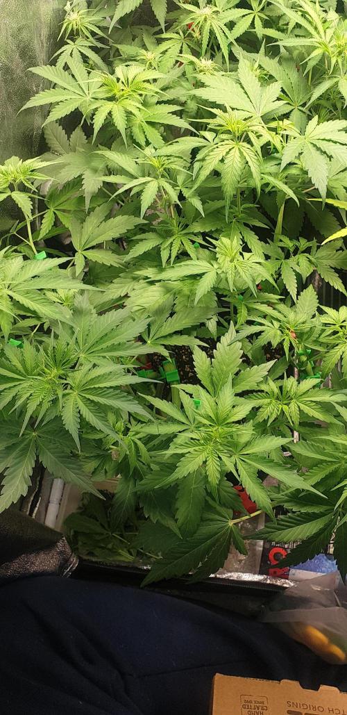 Seedman seeds northern lights auto. Week 5