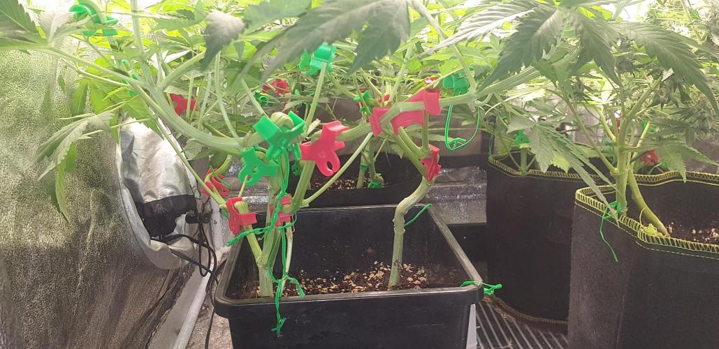 Seedman seeds northern lights auto. Week 5