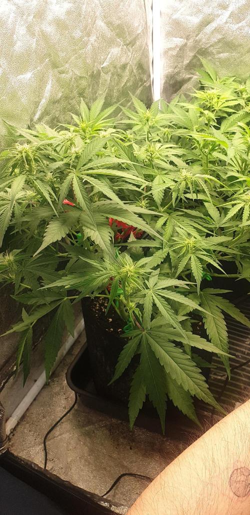 +speed auto 7 new ones, 7 older stunted. Week 6