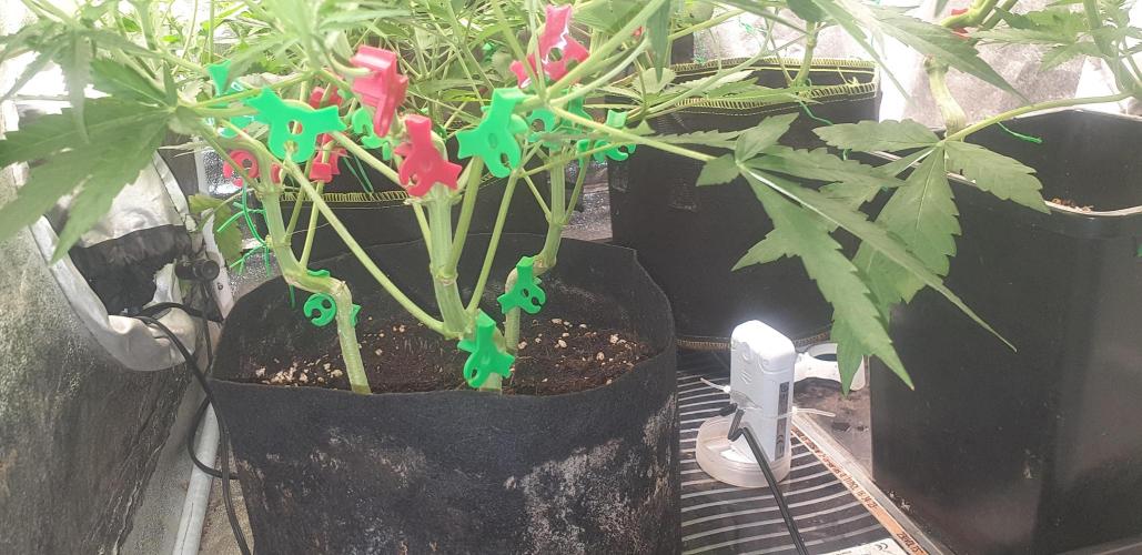 +speed auto 7 new ones, 7 older stunted. Week 6