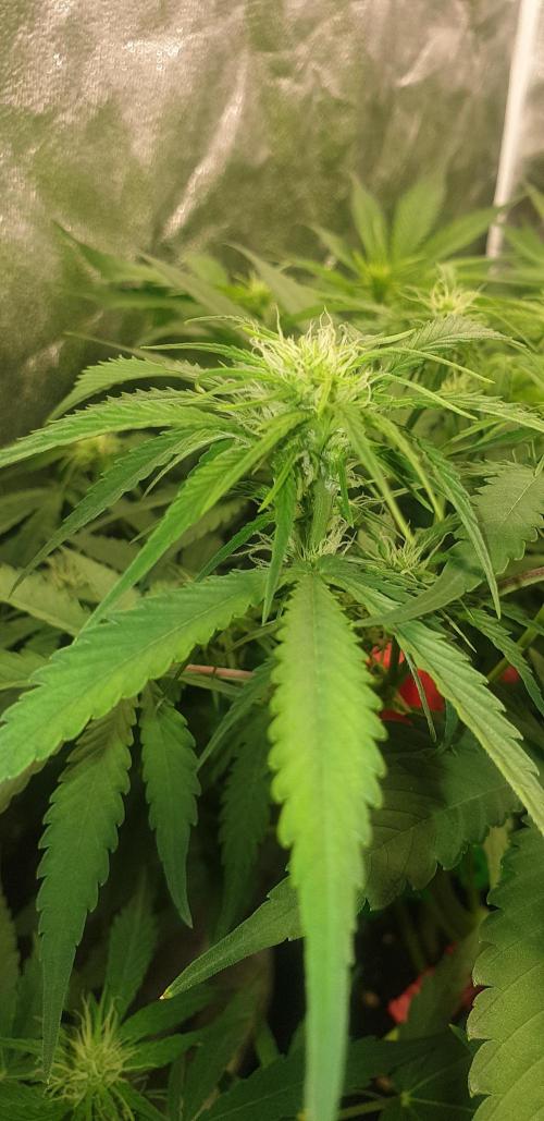 +speed auto 7 new ones, 7 older stunted. Week 6