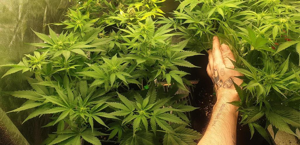 +speed auto 7 new ones, 7 older stunted. Week 6