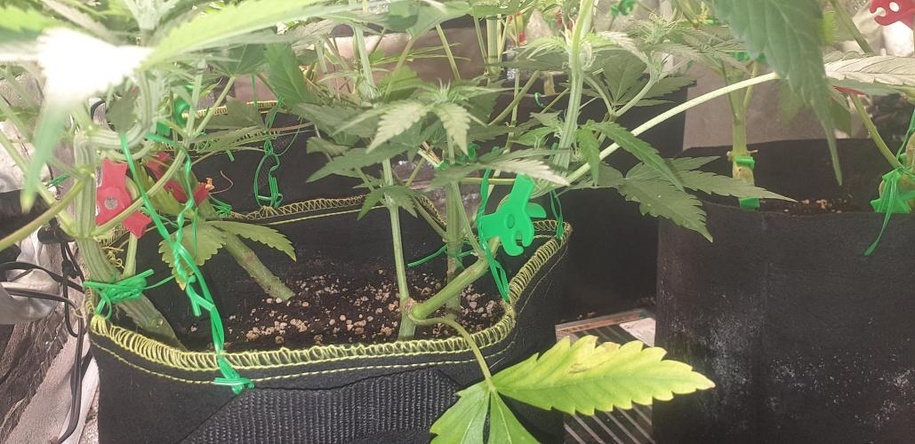 +speed auto 7 new ones, 7 older stunted. Week 6