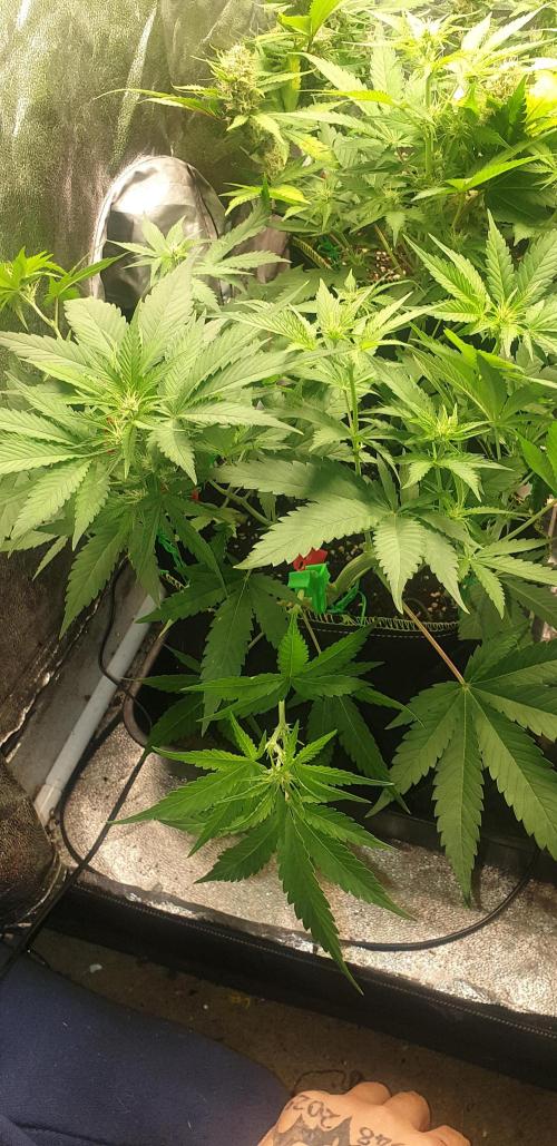 +speed auto 7 new ones, 7 older stunted. Week 6