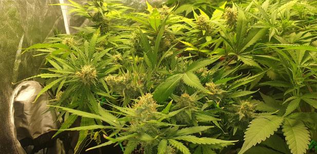 Comment by N1njaSamurai photo #1