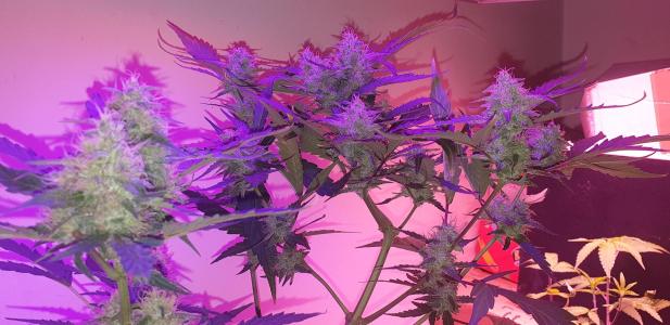 Comment by N1njaSamurai photo #3