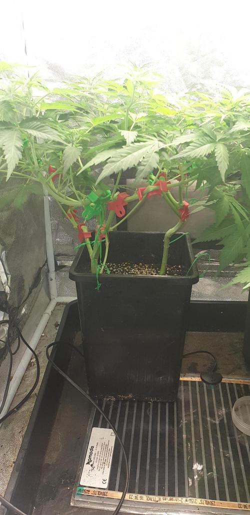 Seedman seeds northern lights auto. Week 5