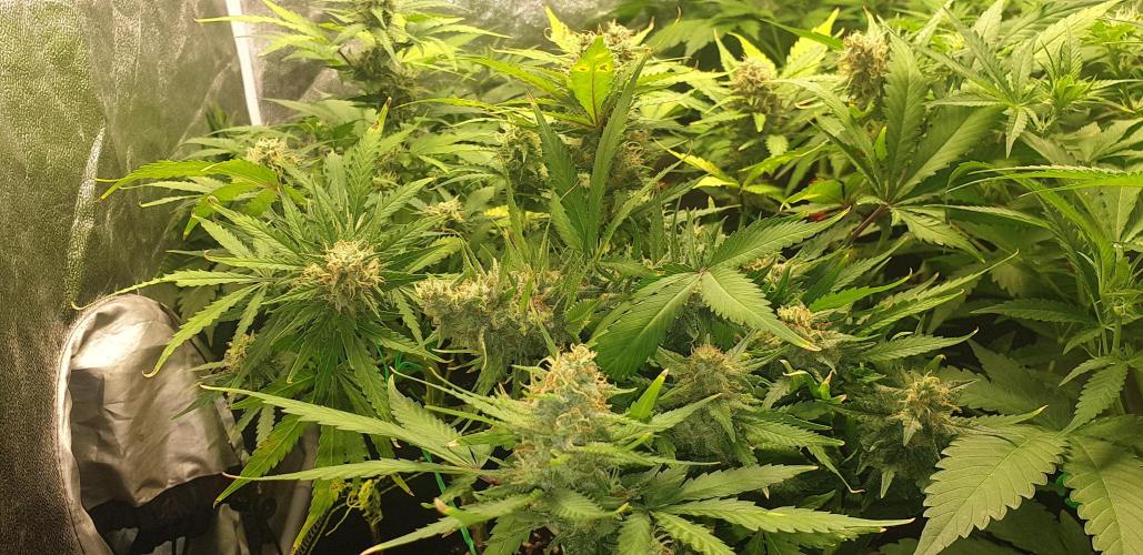 +speed auto 7 new ones, 7 older stunted. Week 6