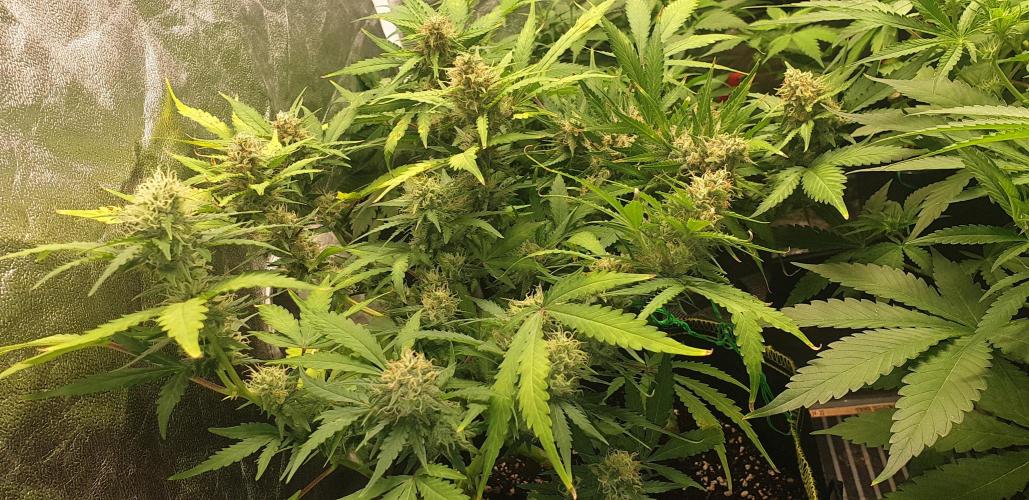 +speed auto 7 new ones, 7 older stunted. Week 6