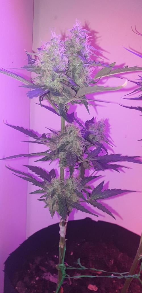 +speed auto 7 new ones, 7 older stunted. Week 6