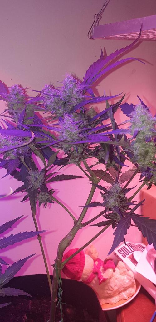 +speed auto 7 new ones, 7 older stunted. Week 6