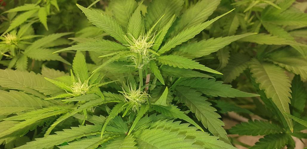 +speed auto 7 new ones, 7 older stunted. Week 6