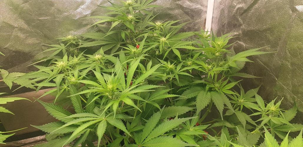 +speed auto 7 new ones, 7 older stunted. Week 6