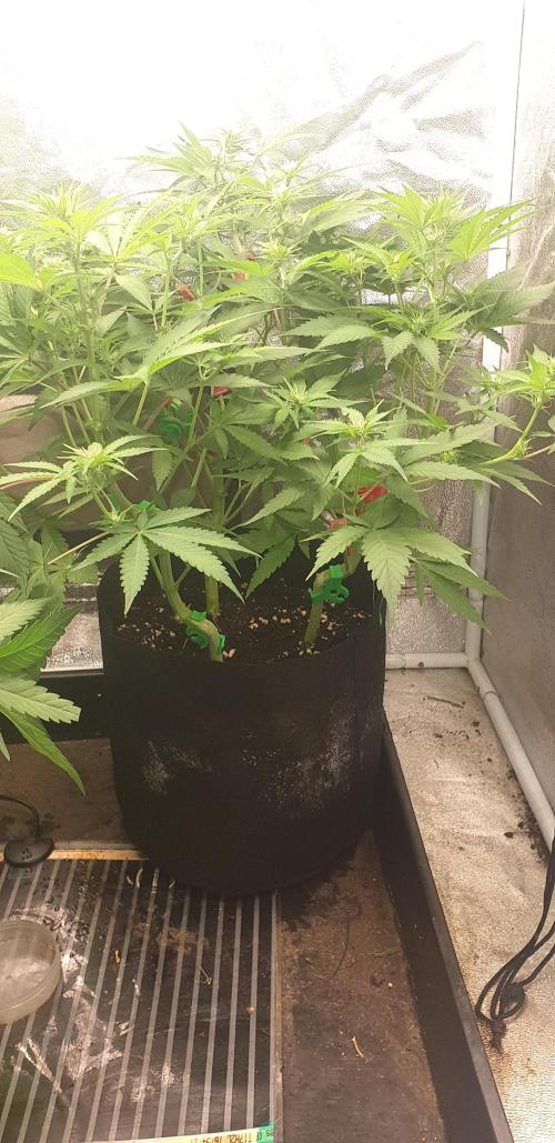 +speed auto 7 new ones, 7 older stunted. Week 6