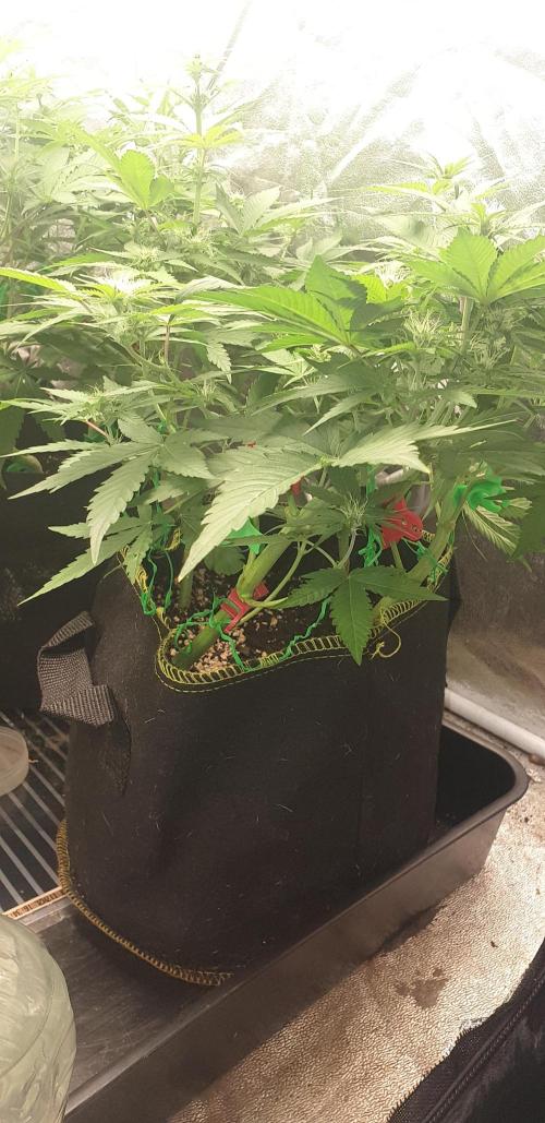 +speed auto 7 new ones, 7 older stunted. Week 6