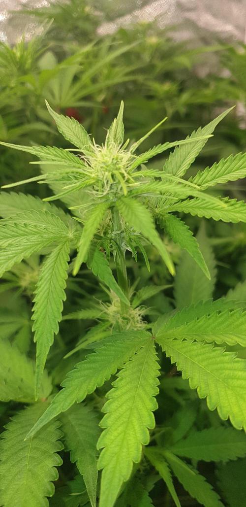 +speed auto 7 new ones, 7 older stunted. Week 6