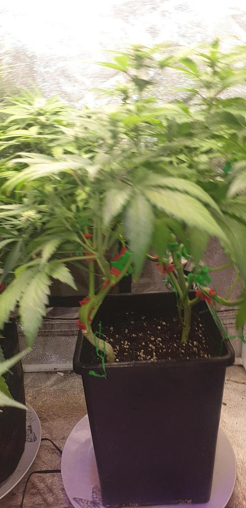 Seedman seeds northern lights auto. Week 6