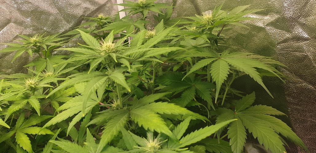 Seedman seeds northern lights auto. Week 6