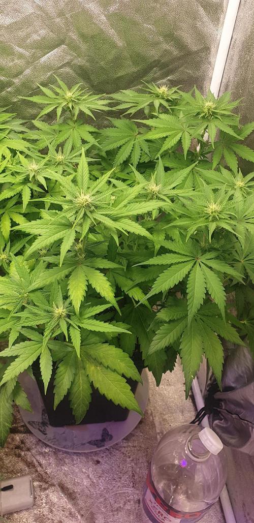 Seedman seeds northern lights auto. Week 6