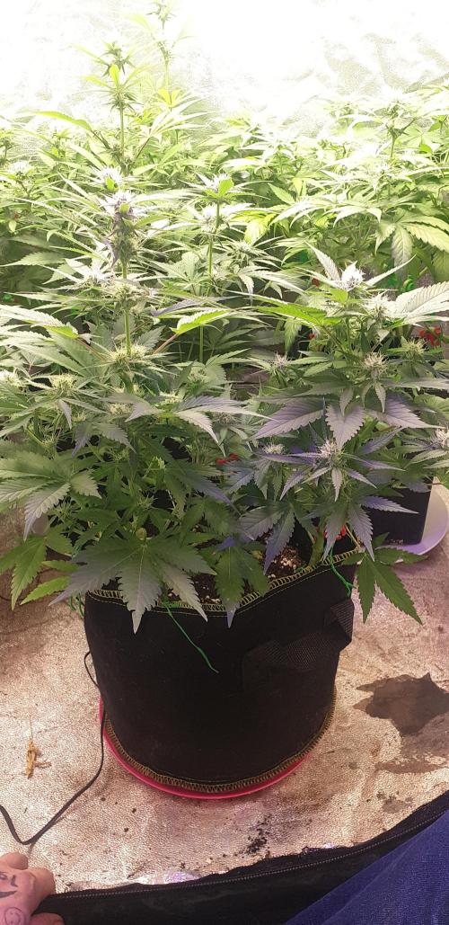 +speed auto 7 new ones, 7 older stunted. Week 7