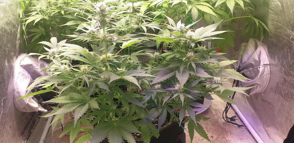 +speed auto 7 new ones, 7 older stunted. Week 7