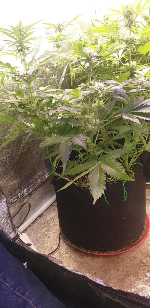 +speed auto 7 new ones, 7 older stunted. Week 7