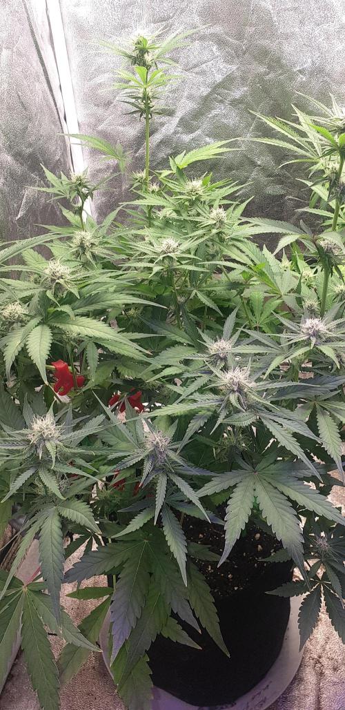 +speed auto 7 new ones, 7 older stunted. Week 7