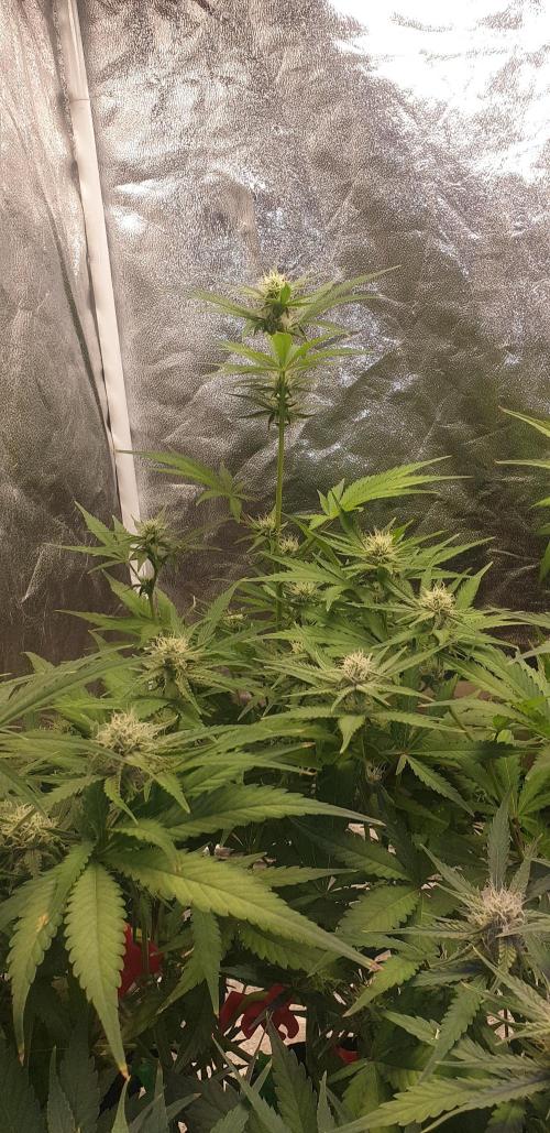 +speed auto 7 new ones, 7 older stunted. Week 7