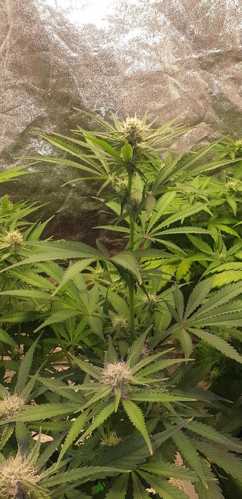 +speed auto 7 new ones, 7 older stunted. Week 7