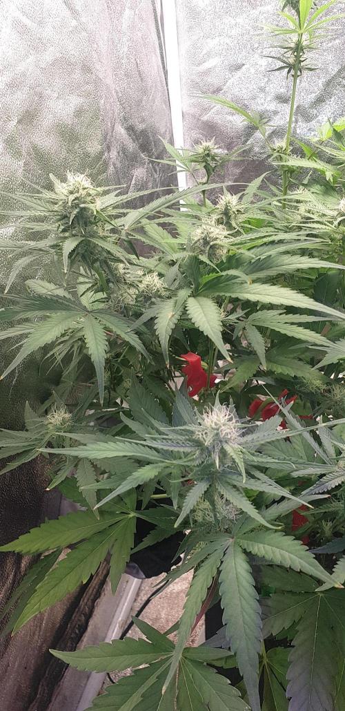 +speed auto 7 new ones, 7 older stunted. Week 7