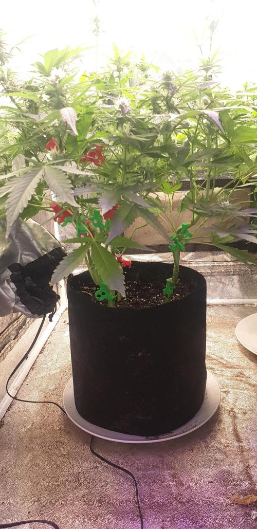 +speed auto 7 new ones, 7 older stunted. Week 7