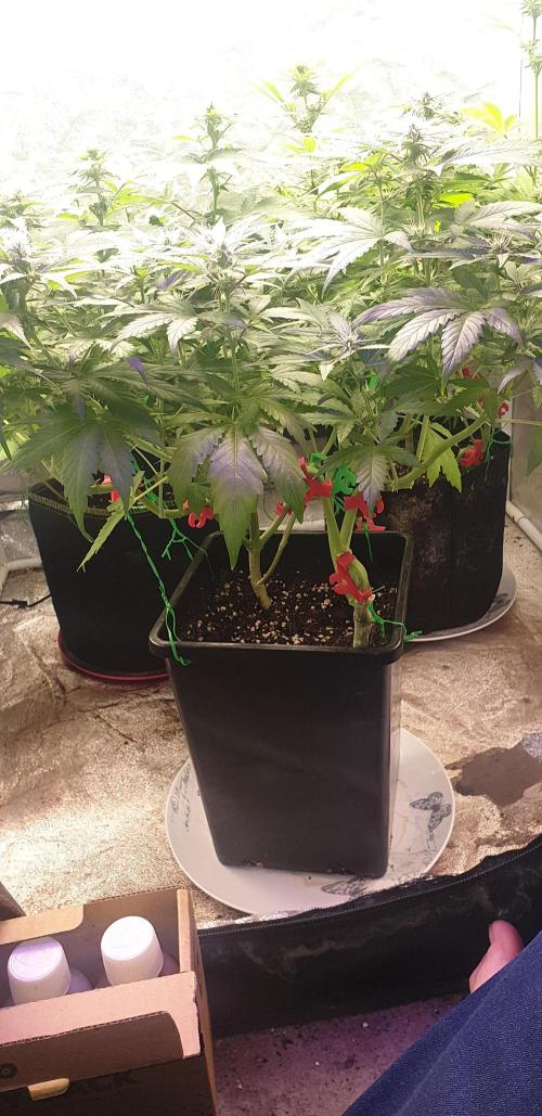 Seedman seeds northern lights auto. Week 6