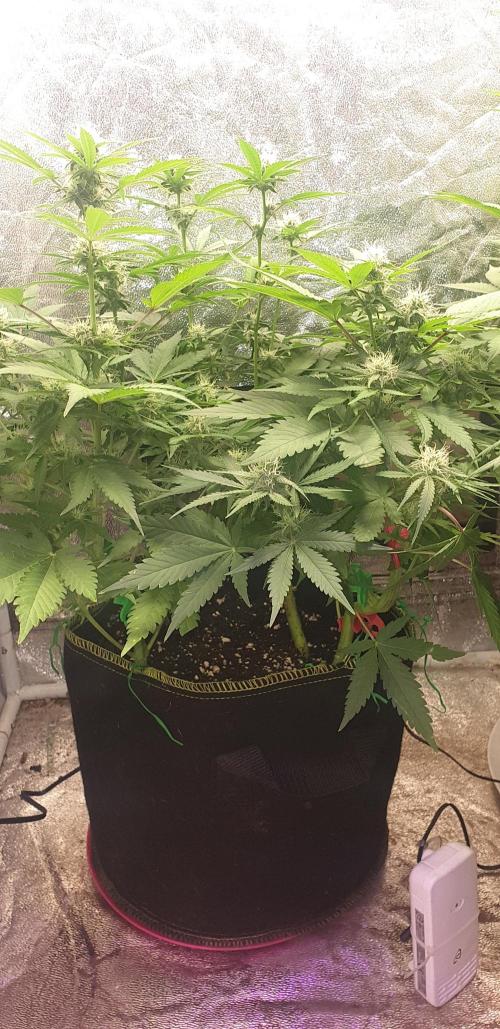 +speed auto 7 new ones, 7 older stunted. Week 7