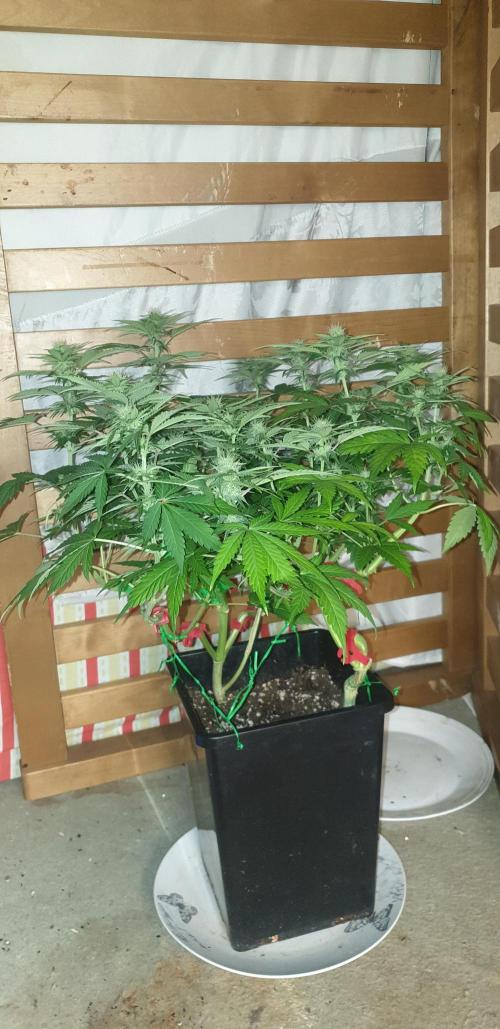 Seedman seeds northern lights auto. Week 7