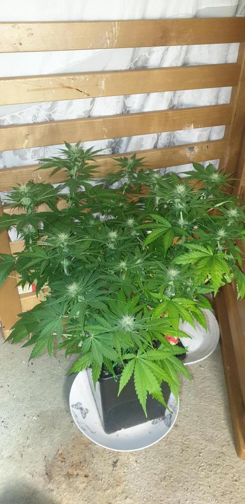Seedman seeds northern lights auto. Week 7