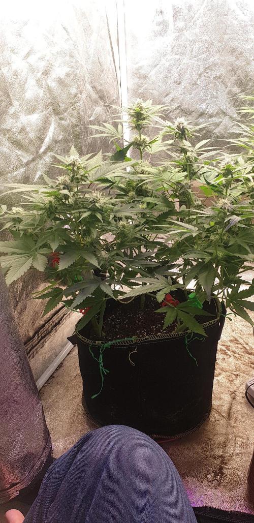 +speed auto 7 new ones, 7 older stunted. Week 8