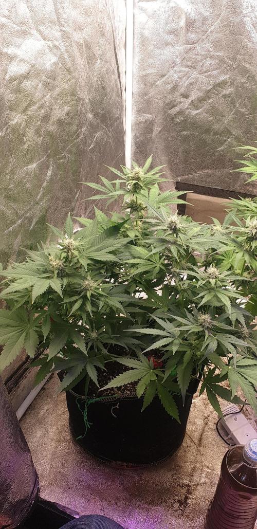 +speed auto 7 new ones, 7 older stunted. Week 8