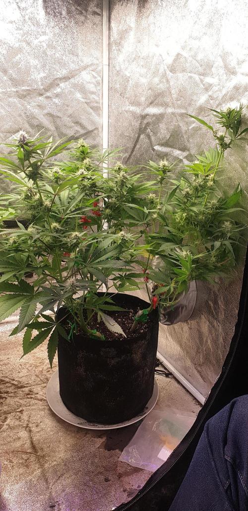 +speed auto 7 new ones, 7 older stunted. Week 8