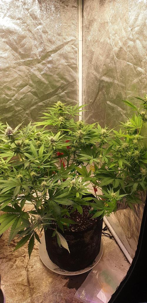 +speed auto 7 new ones, 7 older stunted. Week 8