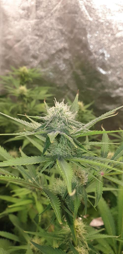 +speed auto 7 new ones, 7 older stunted. Week 8