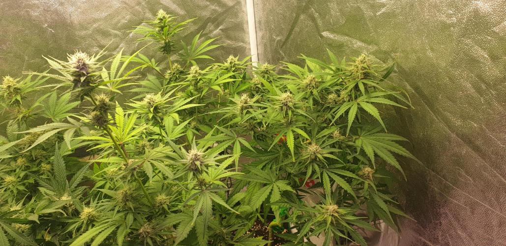 +speed auto 7 new ones, 7 older stunted. Week 8