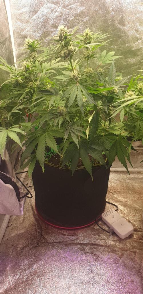 +speed auto 7 new ones, 7 older stunted. Week 8