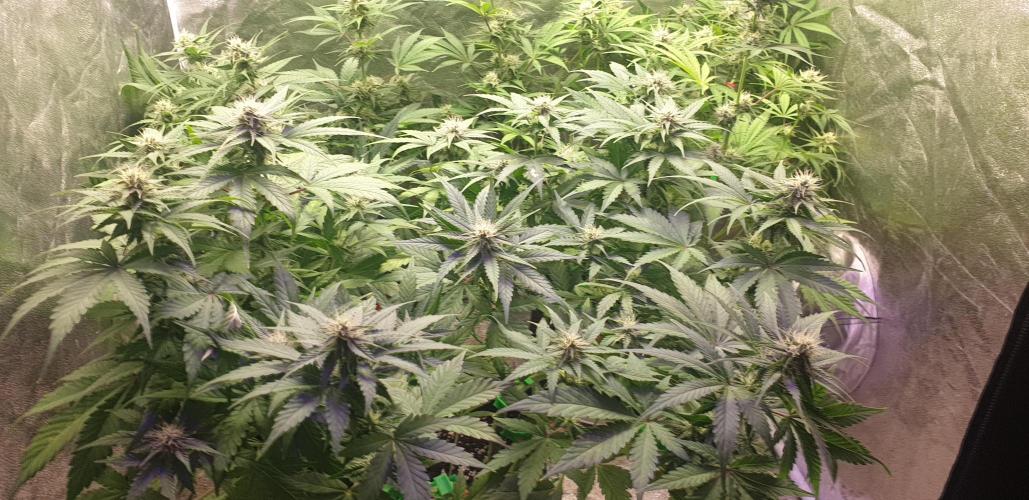 Seedman seeds northern lights auto. Week 8