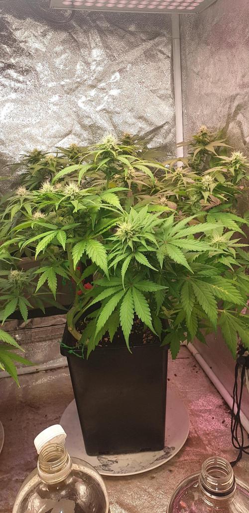 Seedman seeds northern lights auto. Week 8