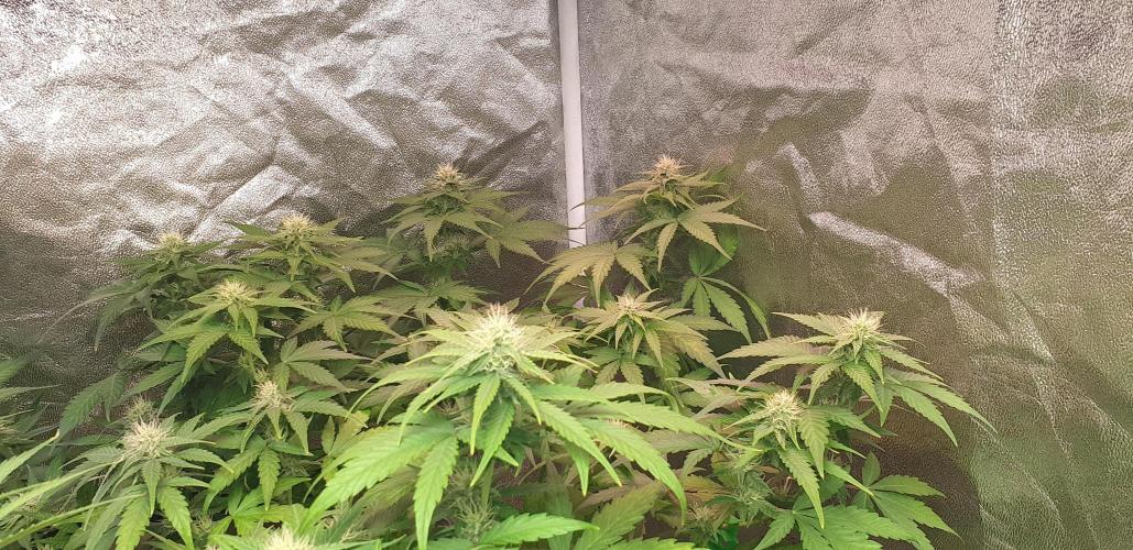 Seedman seeds northern lights auto. Week 8