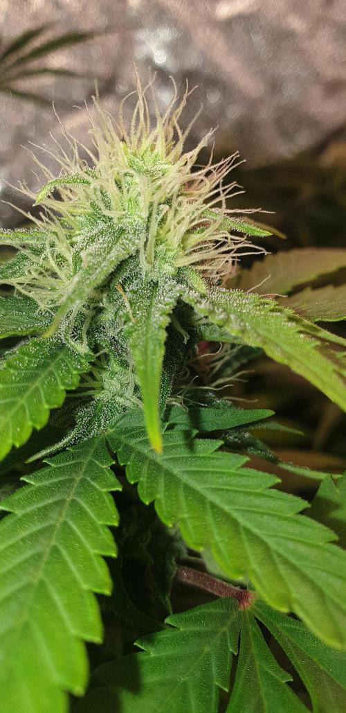 Seedman seeds northern lights auto. Week 8