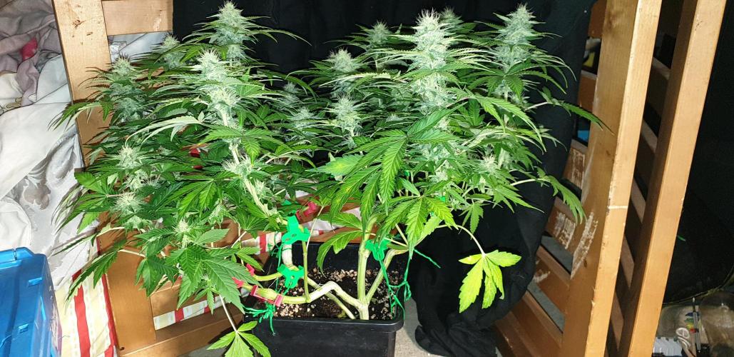 Seedman seeds northern lights auto. Week 8